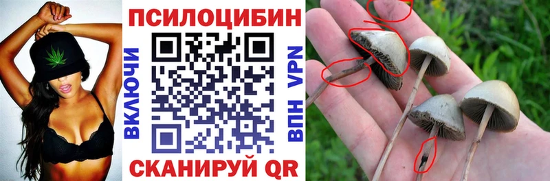 наркота  Сыктывкар  Галлюциногенные грибы Psilocybe 
